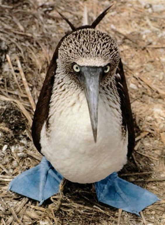 Правила жизни голубоногих олуш – самых смешных и милых птиц в мире