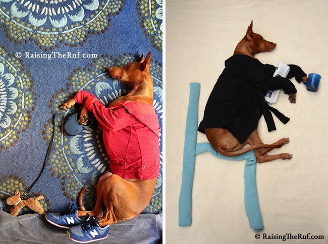 Смешные фото собаки, которая путешествует во сне