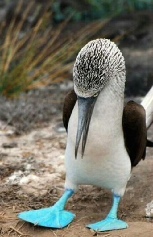 Правила жизни голубоногих олуш – самых смешных и милых птиц в мире