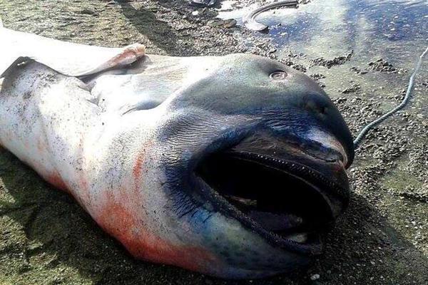 На пляж у Філіппінах викинуло великоротого монстра: фото і відео морського чудовиська