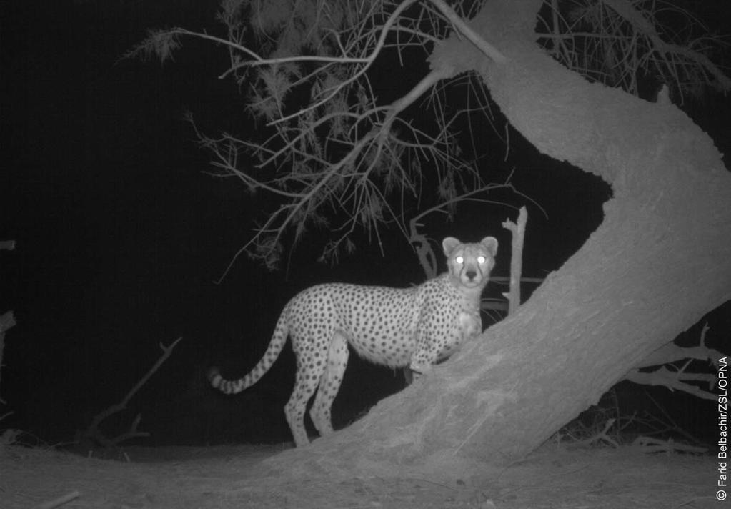 Ученые наблюдали редчайшую кошку Африки - сахарского гепарда
