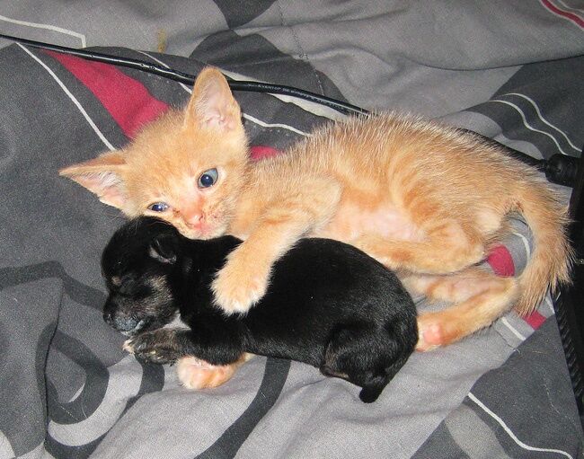 18 доказательств, что коты - многогранные личности