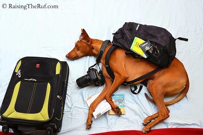 Смешные фото собаки, которая путешествует во сне