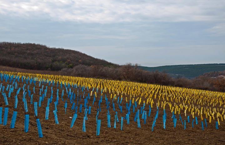 В окупованому Криму фермер зробив синьо-жовте поле за допомогою пакетів і саджанців: фотофакт