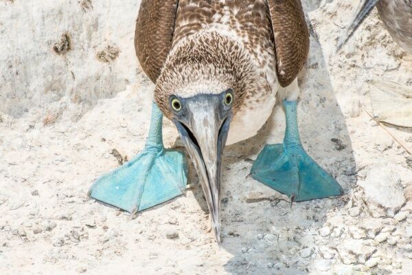 Правила жизни голубоногих олуш – самых смешных и милых птиц в мире