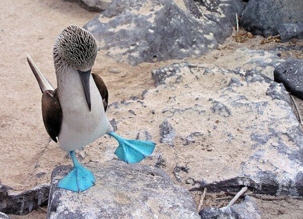 Правила жизни голубоногих олуш – самых смешных и милых птиц в мире