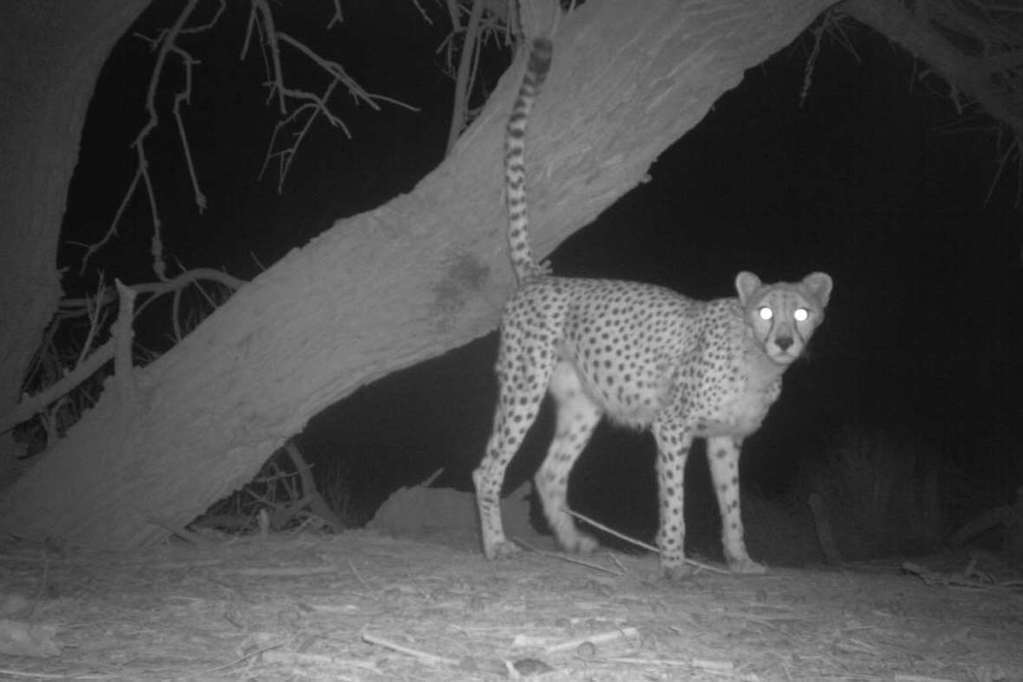 Ученые наблюдали редчайшую кошку Африки - сахарского гепарда