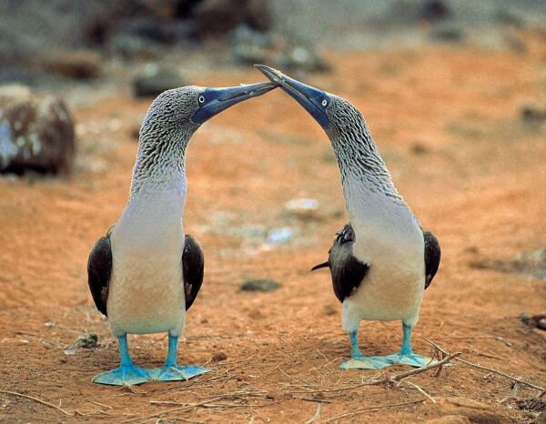 Правила жизни голубоногих олуш – самых смешных и милых птиц в мире