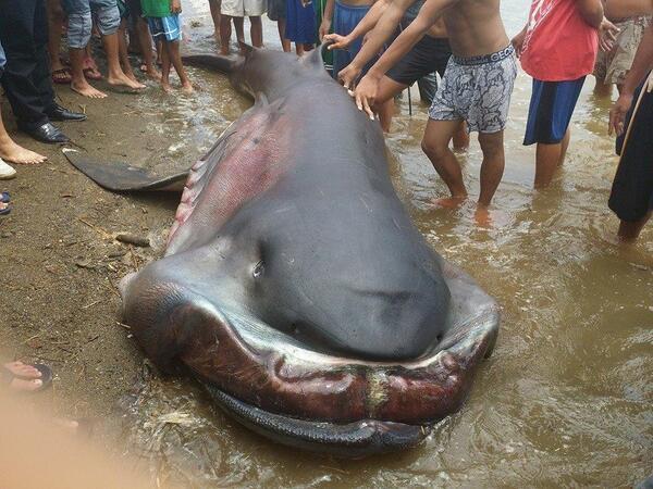 На пляж у Філіппінах викинуло великоротого монстра: фото і відео морського чудовиська