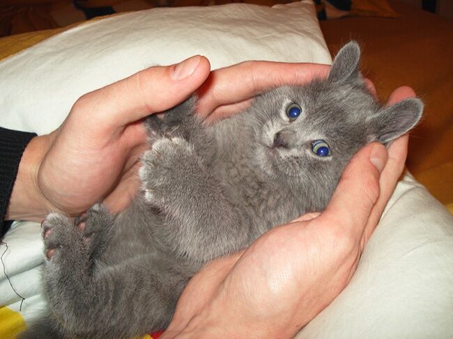 18 доказательств, что коты - многогранные личности