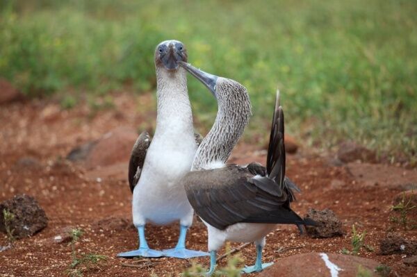 Правила жизни голубоногих олуш – самых смешных и милых птиц в мире