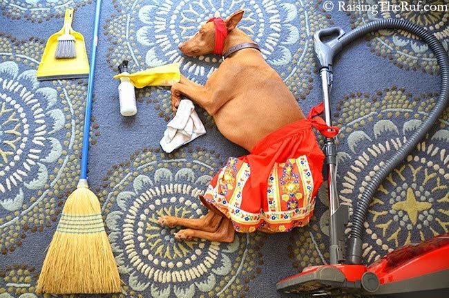 Смешные фото собаки, которая путешествует во сне