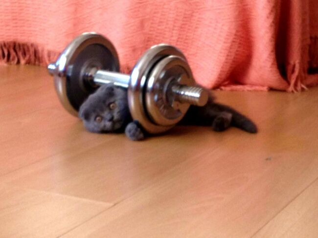 18 доказательств, что коты - многогранные личности