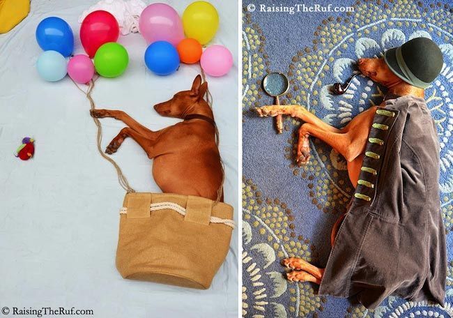 Смешные фото собаки, которая путешествует во сне