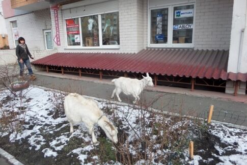 В Киеве среди многоэтажек ходят козы: фотофакт 