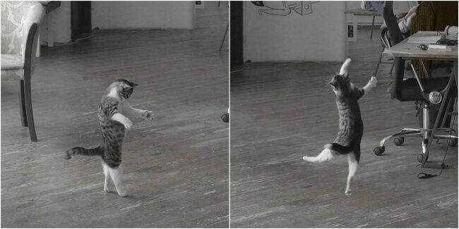 18 доказательств, что коты - многогранные личности