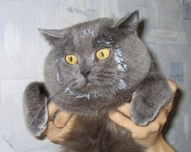 18 доказательств, что коты - многогранные личности