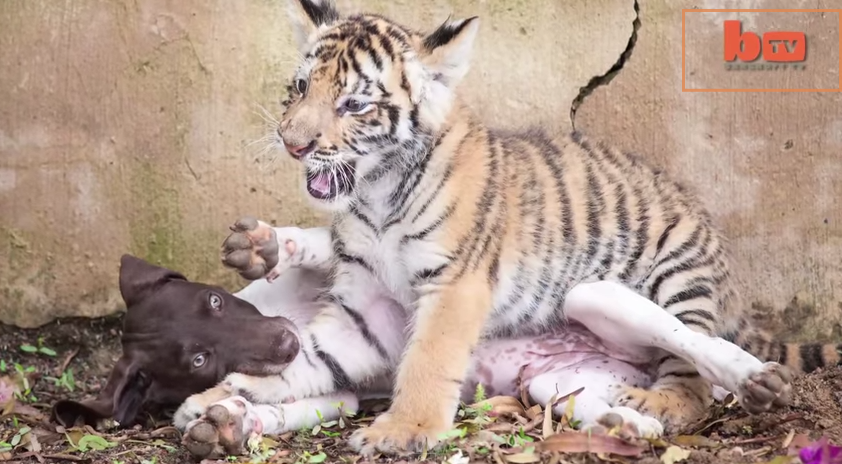 В ЮАР бенгальский тигренок и щенок стали лучшими друзьями: видеофакт