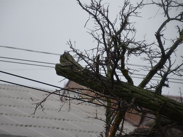 Ураган в Николаеве - вырванные с корнем деревья и затопленный пляж: опубликованы фото