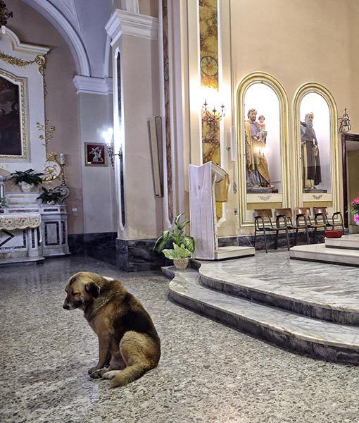 Трогательная история пса, который регулярно ходит в церковь