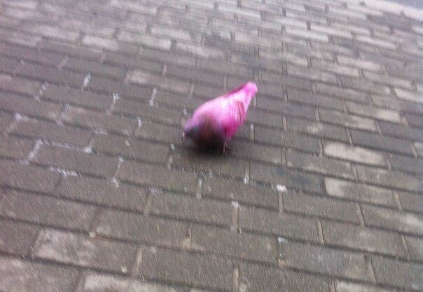 В Киеве заметили розовых голубей: опубликованы фото