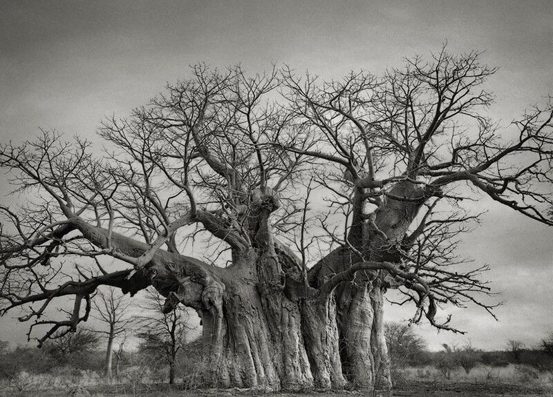 Опубликованы удивительные фотографии древних деревьев