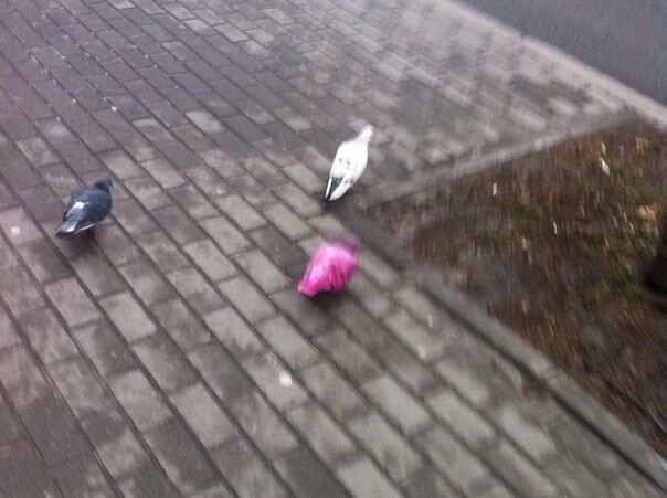 В Киеве заметили розовых голубей: опубликованы фото