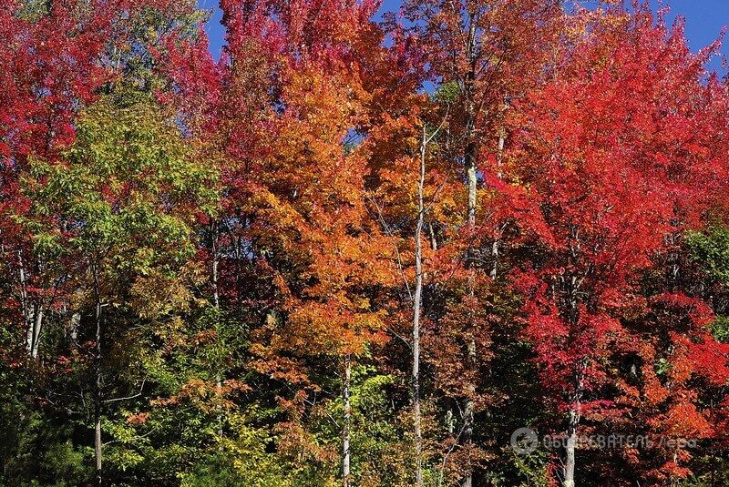 Золотые закаты и багрянец листвы. Как осень "захватывает" мир: изумительные фото
