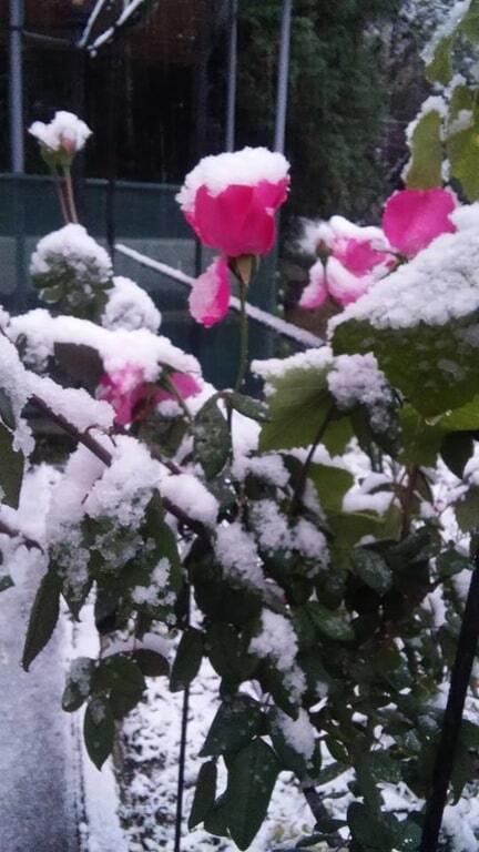 Осінній сюрприз. В Україні випав сніг: опубліковані фото і відео