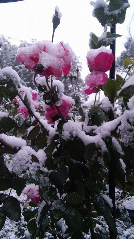 Осінній сюрприз. В Україні випав сніг: опубліковані фото і відео