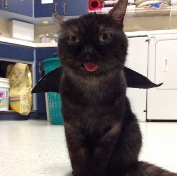 Чудний кіт, що показує язик, став новою зіркою інтернету: кумедні фото