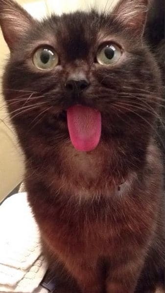 Чудний кіт, що показує язик, став новою зіркою інтернету: кумедні фото