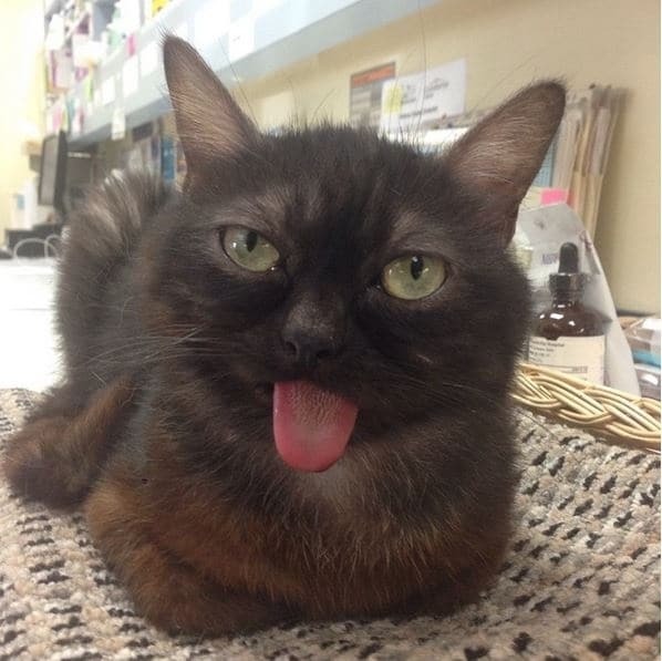 Чудной кот, показывающий язык, стал новой звездой интернета: забавные фото