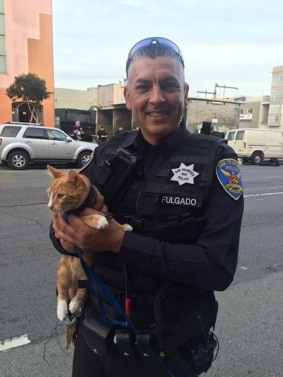 Пушистый герой: в США кот спас мужчину от самоубийства