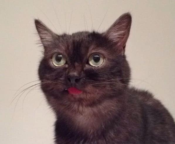 Чудной кот, показывающий язык, стал новой звездой интернета: забавные фото