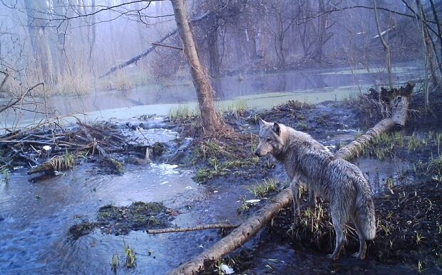 Новая находка в чернобыльском лесу шокировала ученых: опубликован фото
