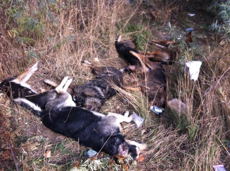 В Киеве неизвестные жестоко убили стаю собак