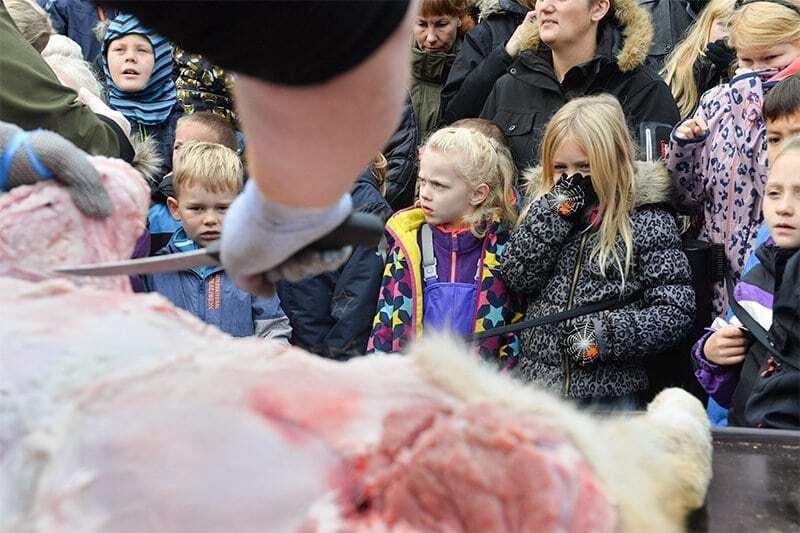 Скандальный датский зоопарк пригласил школьников на публичное вскрытие льва: шокирующие фото