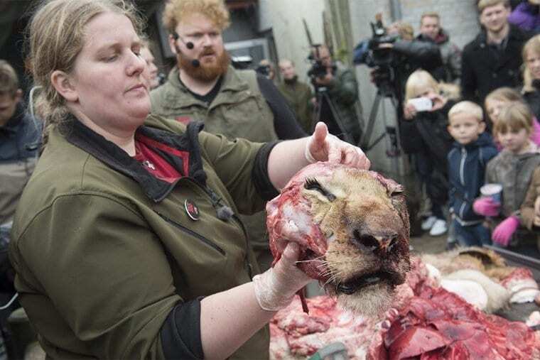 Скандальный датский зоопарк пригласил школьников на публичное вскрытие льва: шокирующие фото