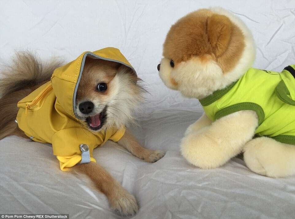 Школьник и пират: милый щенок стал хитом сети, меняя свои наряды