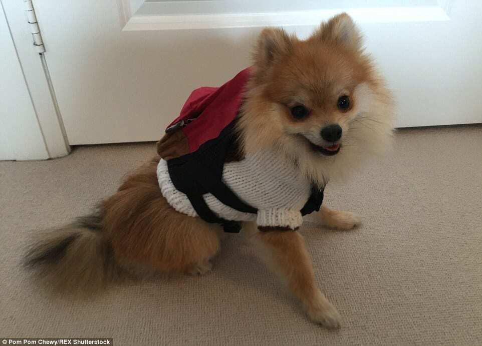 Школьник и пират: милый щенок стал хитом сети, меняя свои наряды