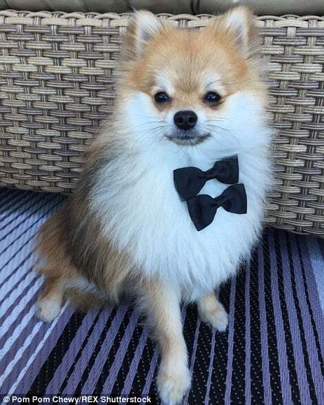 Школьник и пират: милый щенок стал хитом сети, меняя свои наряды