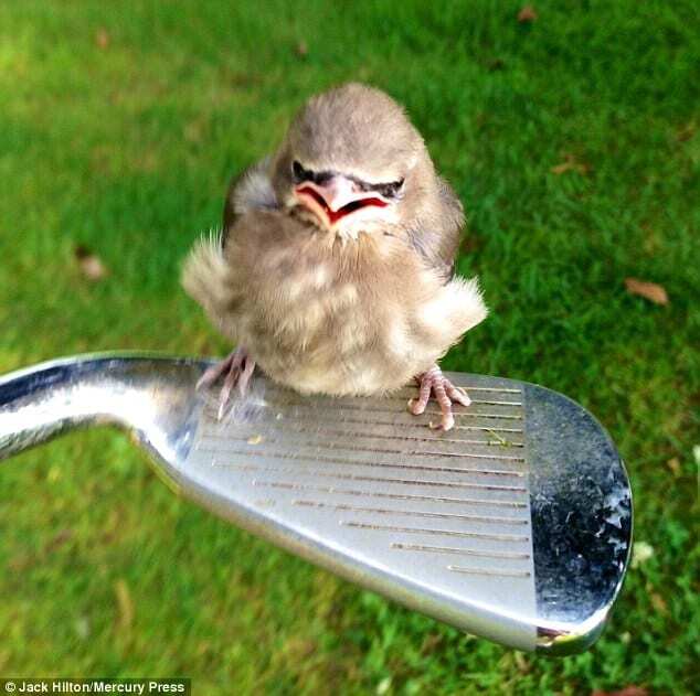 Настоящая "Angry Bird": в США отдыхающие попали под атаку "злой" птицы
