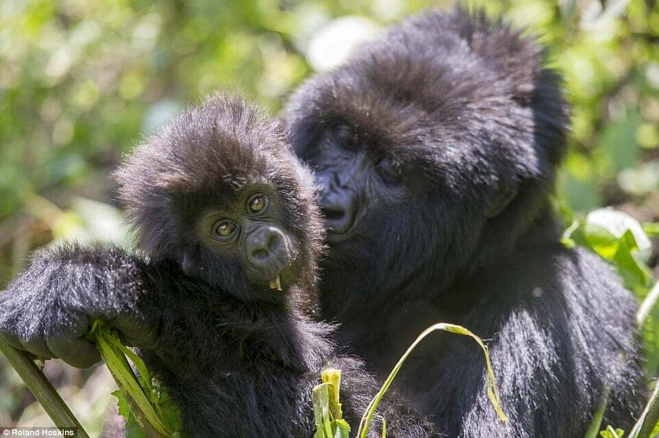 Обними меня: горные гориллы поразили фотографов своей нежностью