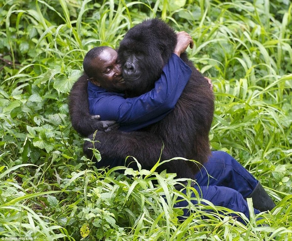 Обними меня: горные гориллы поразили фотографов своей нежностью