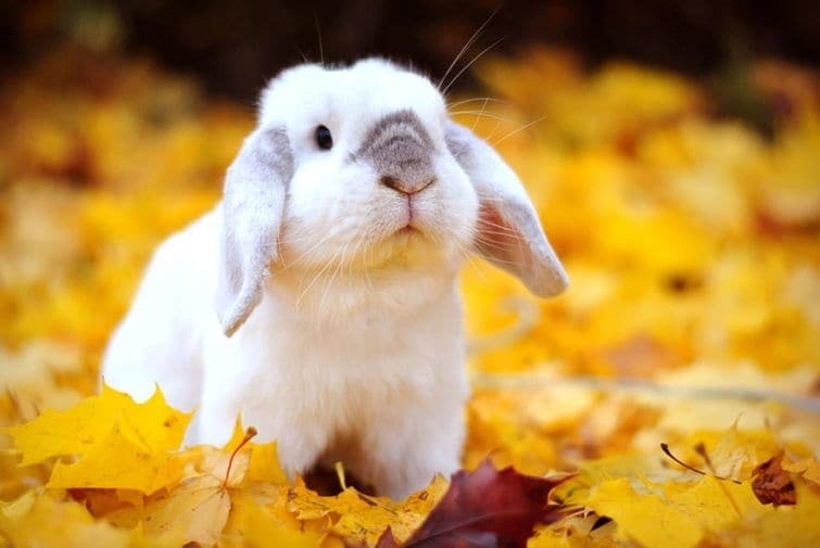 Топ-25 потрясающих фото животных, которые обожают осень