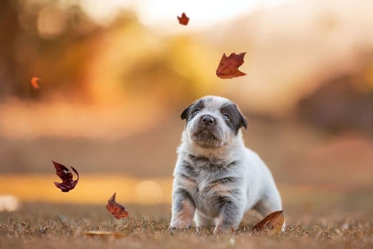 Топ-25 потрясающих фото животных, которые обожают осень