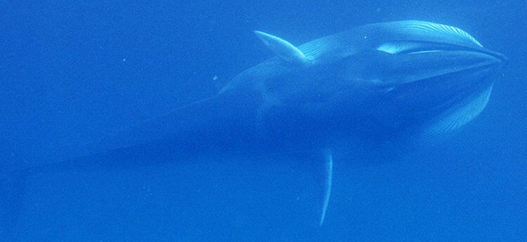 Вчені вперше зробили фото самого рідкісного кита Землі