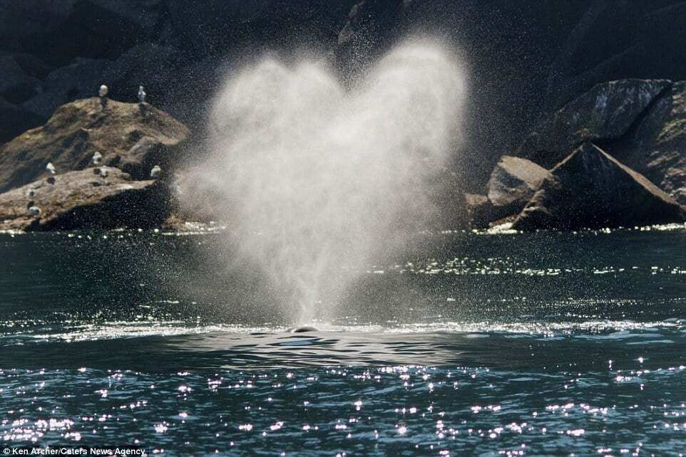 Кит выбросил фонтан воды в форме сердца: невероятное зрелище