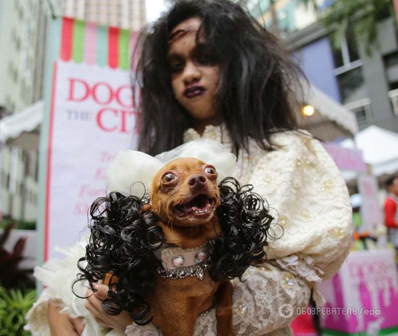 Улицы Филиппин заполонили "ужасные" собаки-монстры: опубликованы фото